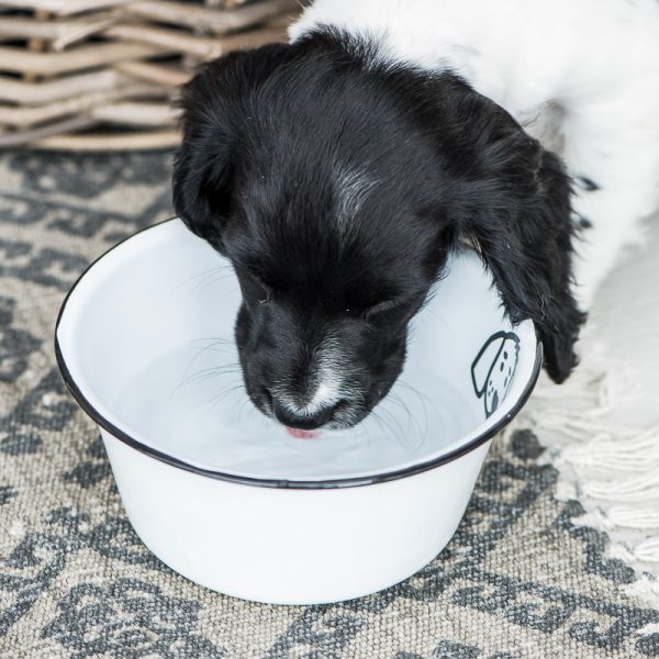 bowl white enamel for dog dubenėlis emaliuotas šuniukui šuniui metalinis gėlės ir manufaktūra