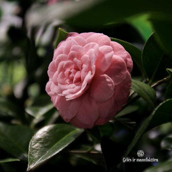 camellia japonica kamelija kambarinis augalas gėlės ir manufaktūra kambariniai augalai