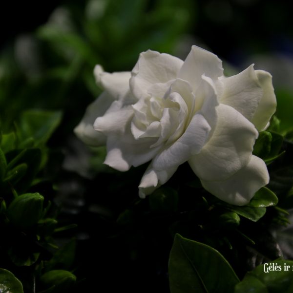 gardenia jasminoides jazminais kvepiantis kambarinis augalas gėlės ir manufaktūra kambariniai augalai frangrant