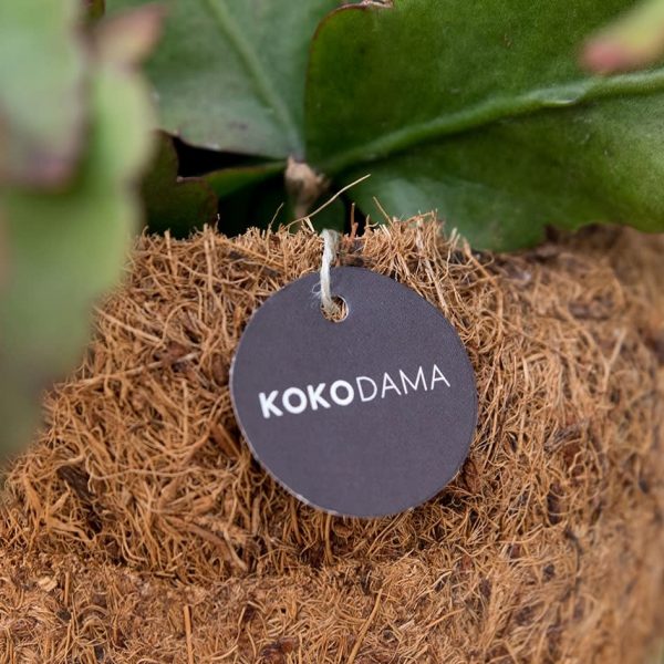 Kokodama pot cocos urban jungle plants chlorophytum rhipsalis tradescantia kokoso pluošto vazonas kambariniai augalai hanging kabantys