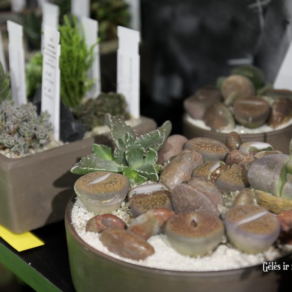lithops gyvieji akmenėliai sukulentas kambarinis augalas gėlės ir manufaktūra kambariniai augalai succulent_