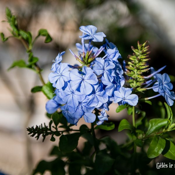 plumbago auriculata plants pliumbagis blue mėlynas augalas gėlės ir manufaktūra vijoklis terasos žydros spalvos žiedai