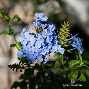 plumbago auriculata plants pliumbagis blue mėlynas augalas gėlės ir manufaktūra vijoklis terasos žydros spalvos žiedai