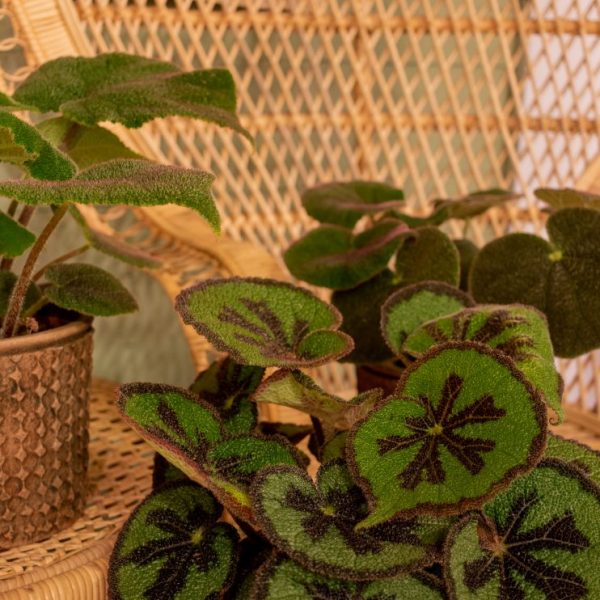 Begonia masoniana kambarinis augalas spalvota begonija marga šokoladinė gėlės ir manufaktūra