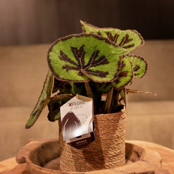 Begonia masoniana kambarinis augalas spalvota begonija marga šokoladinė gėlės ir manufaktūra