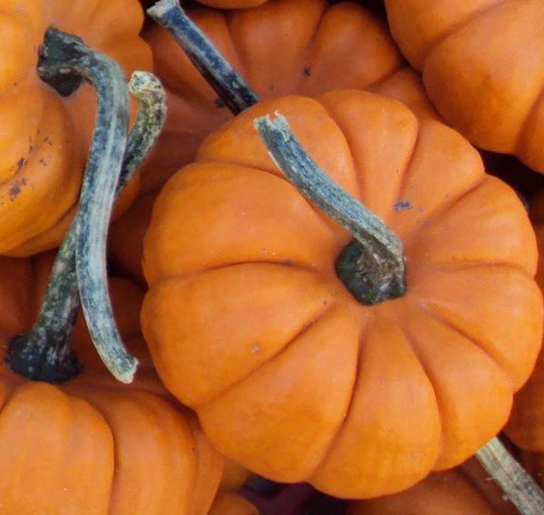 cucurbita pumpkins jack be little orange mini oranžiniai moliūgėliai gėlės ir manufaktūra moliūgai halloween