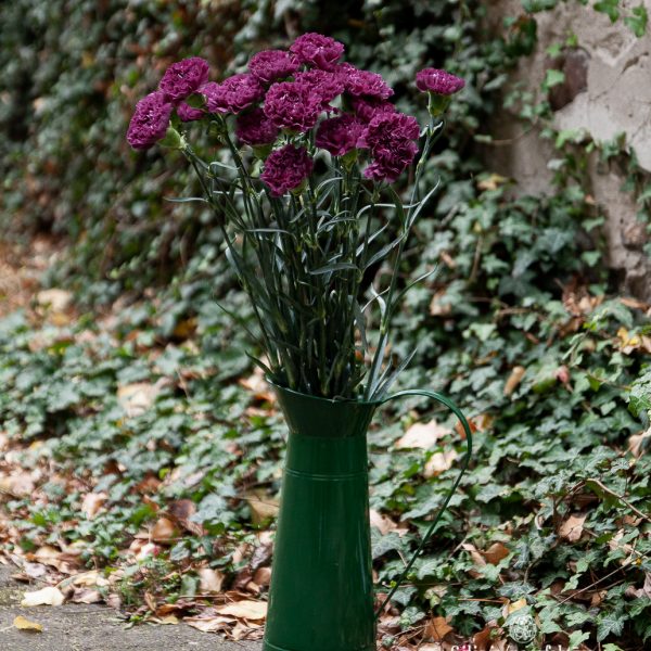 dianthus carnation gvazdikai tamsiai violetine extasis spalvos gėlės ir manufaktūra skintos