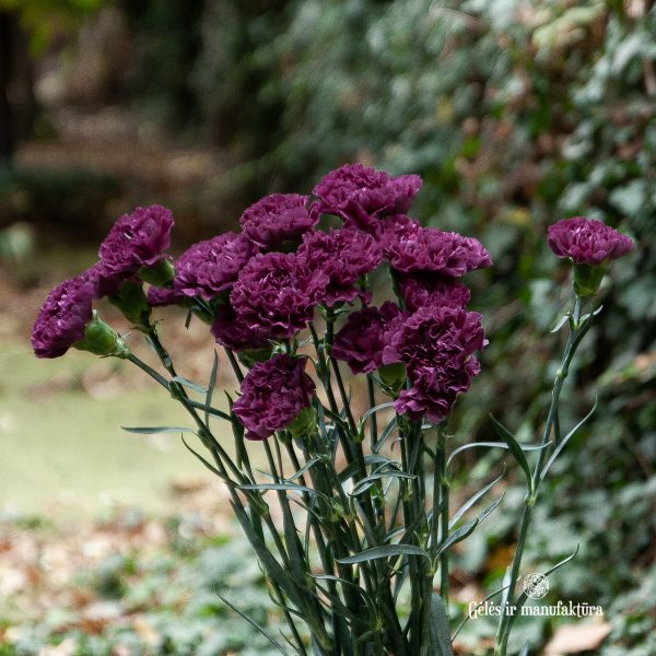 dianthus carnation gvazdikai tamsiai violetine extasis spalvos gėlės ir manufaktūra skintos