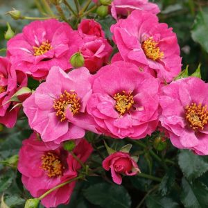 rosa garden rose Orienta Djamila purple pink cherry nepilnavidure sodo rožė avietinė augalas gėlės ir manufaktūra augalai botanical natural