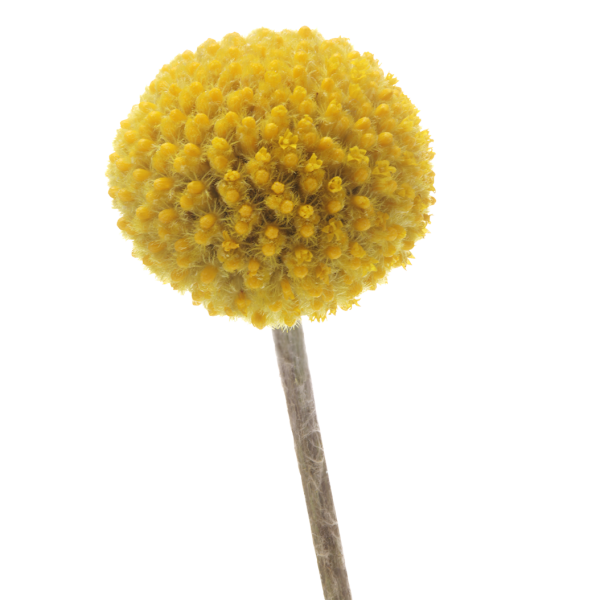 Craspedia yellow ball geltona kraspedija burbuliukai gėlės ir manufaktūra
