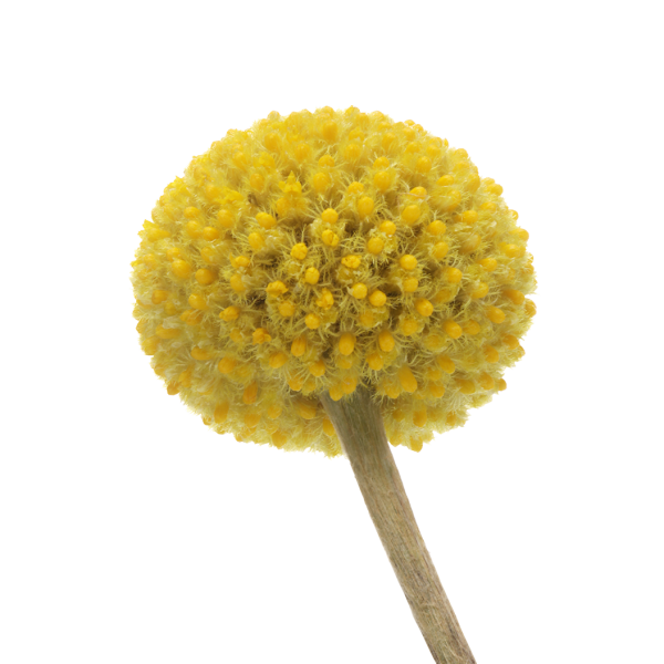 Craspedia yellow ball geltona kraspedija burbuliukai gėlės ir manufaktūra