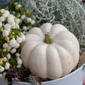 moliūgai pumpkins moliūgėliai geles ir manufaktura-ruduo-flowershop balti cucurbita baby boo
