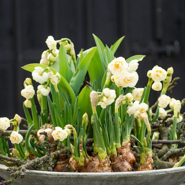 narcissus tazetta bulbs svogūnėliai svogūniniai augalai svogūnai narcizai floradania image gėlės ir manufaktūra
