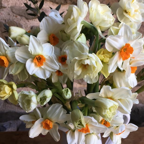 narcissus-cheerfulness-white daffodils fragrant narcizai daugiažiedžiai gėlės ir manufaktūra bulbs svogūninis augalas svogunas svogunai