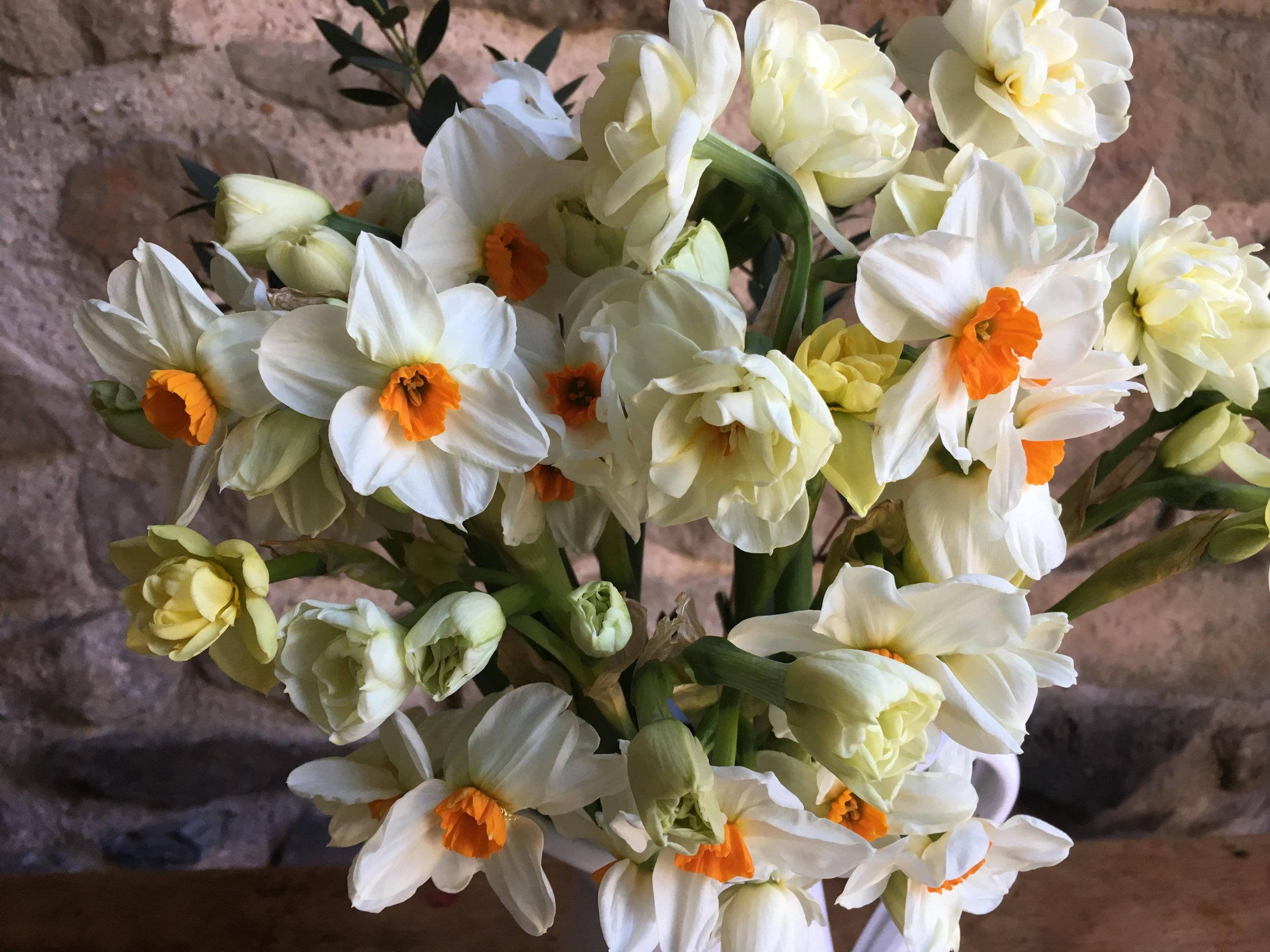 narcissus-cheerfulness-white daffodils fragrant narcizai daugiažiedžiai gėlės ir manufaktūra bulbs svogūninis augalas svogunas svogunai