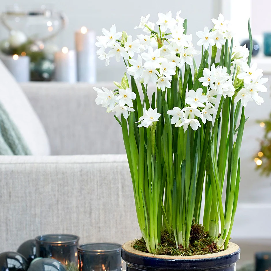 ypač balti daugiažiedžiai (Narcissus, Daffodil) 'Paperwhite Ziva', kvapnus svogūninis augalas, svogūnas – Gėlės ir manufaktūra