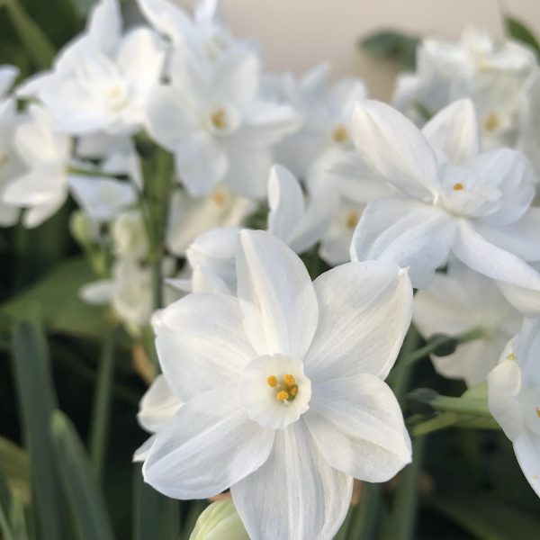 narcissus daffodils paperwhite ziva balti narcizai daugiažiedžiai gėlės ir manufaktūra bulbs svogūninis augalas svogunas
