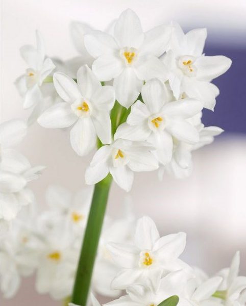 narcissus daffodils paperwhite ziva balti narcizai daugiažiedžiai gėlės ir manufaktūra bulbs svogūninis augalas svogunas