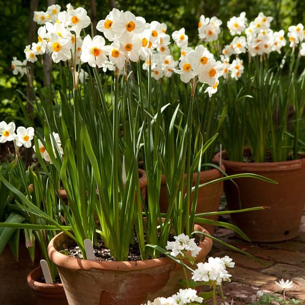 narcissus daffodils tazetta geranium narcizai daugiažiedžiai gėlės ir manufaktūra bulbs svogūninis augalas svogunas