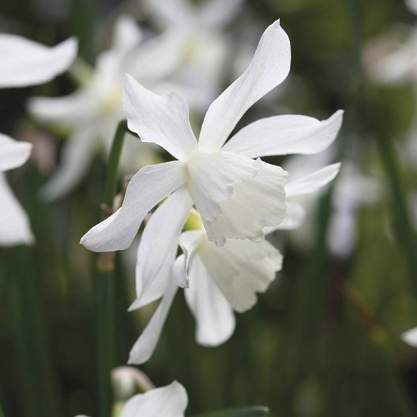 narcissus daffodils thalia bulbs narcizai gėlės ir manufaktūra svogūninis augalas narcizas baltas