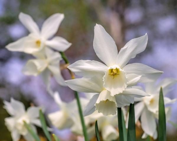 narcissus daffodils thalia bulbs narcizai gėlės ir manufaktūra svogūninis augalas narcizas baltas