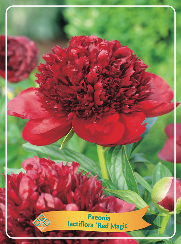 paeonia-peony-Red-magic-bijūnai-raudoni-bijūnas-raudonas-gėlės-ir-manufaktūra-augalas-daugiametis