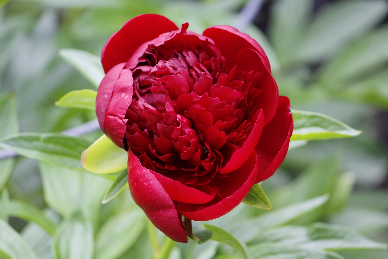paeonia-peony-Red-magic-bijūnai-raudoni-bijūnas-raudonas-gėlės-ir-manufaktūra-augalas-daugiametis