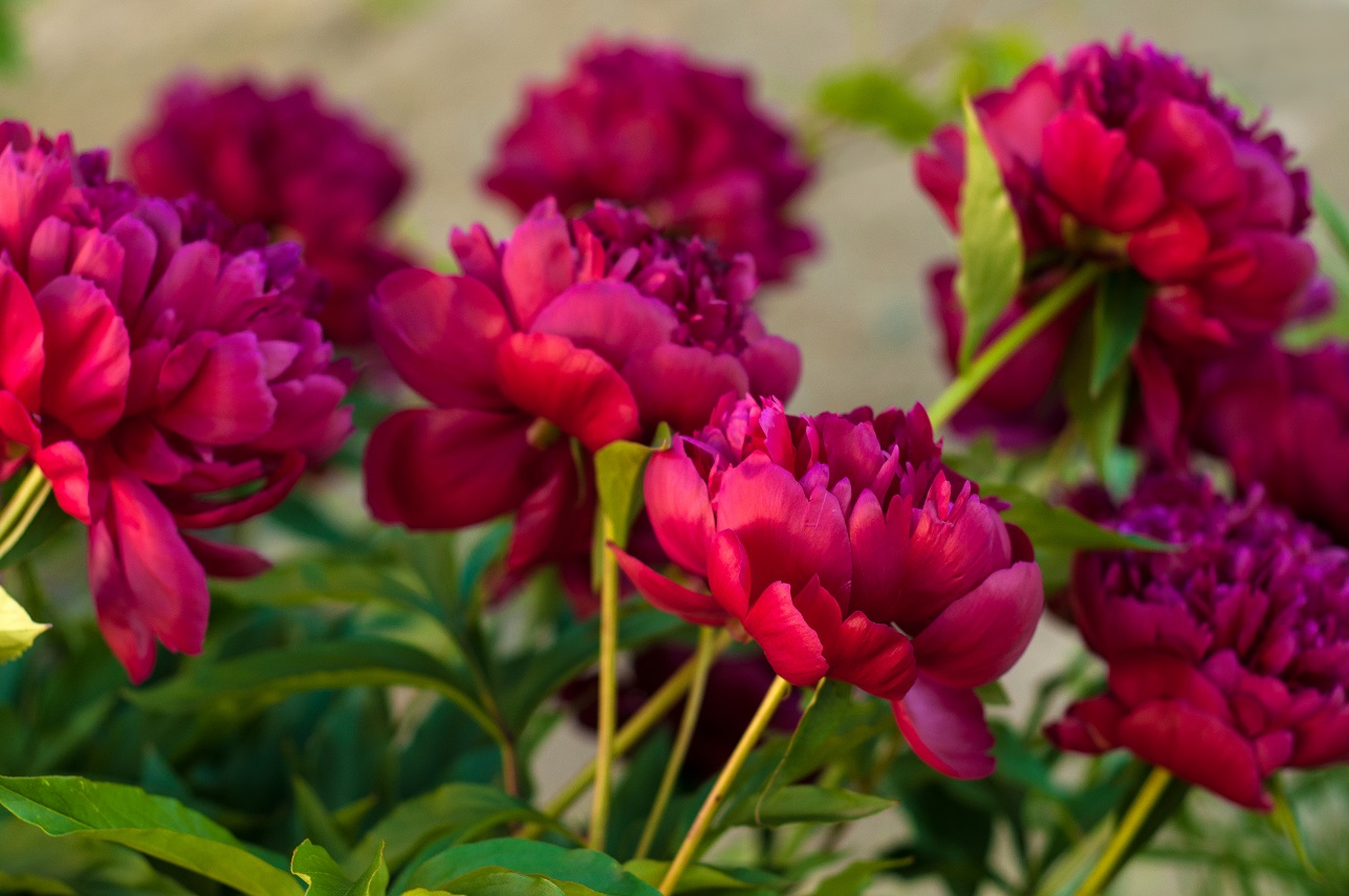 paeonia-peony-Red-magic-bijūnai-raudoni-bijūnas-raudonas-gėlės-ir-manufaktūra-augalas-daugiametis
