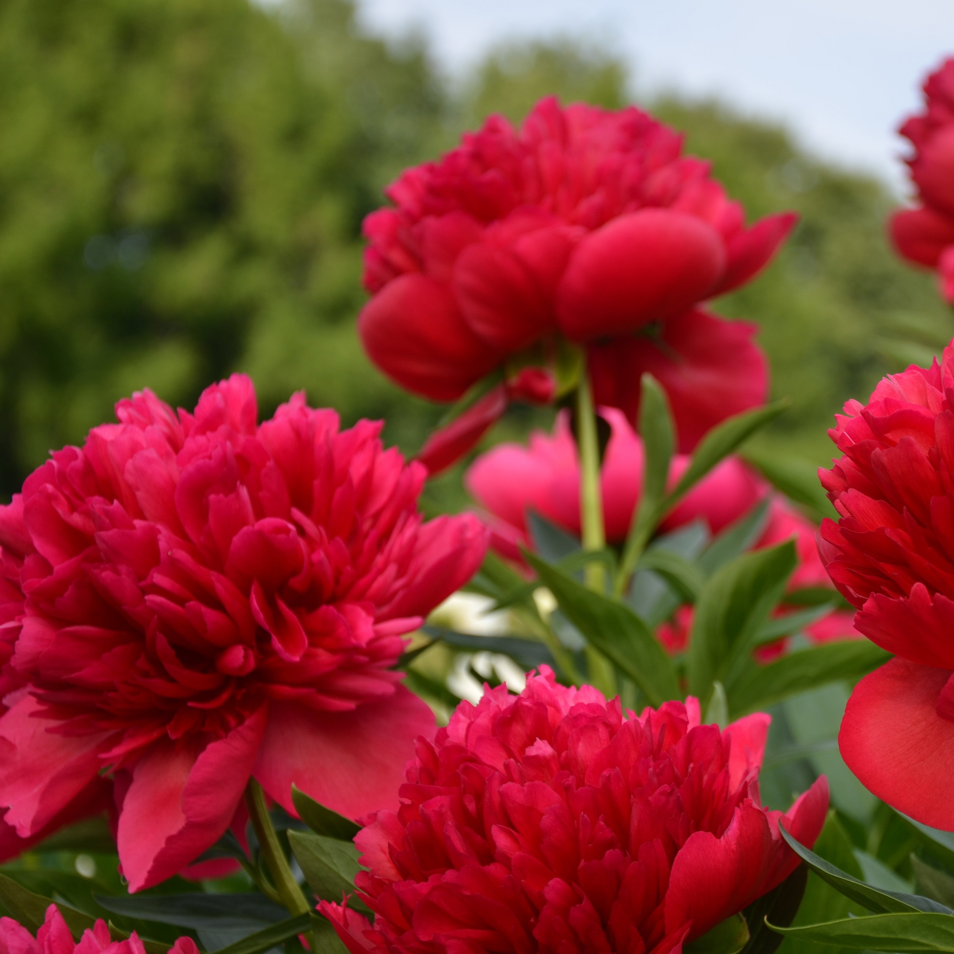 paeonia-peony-Red-magic-bijūnai-raudoni-bijūnas-raudonas-gėlės-ir-manufaktūra-augalas-daugiametis