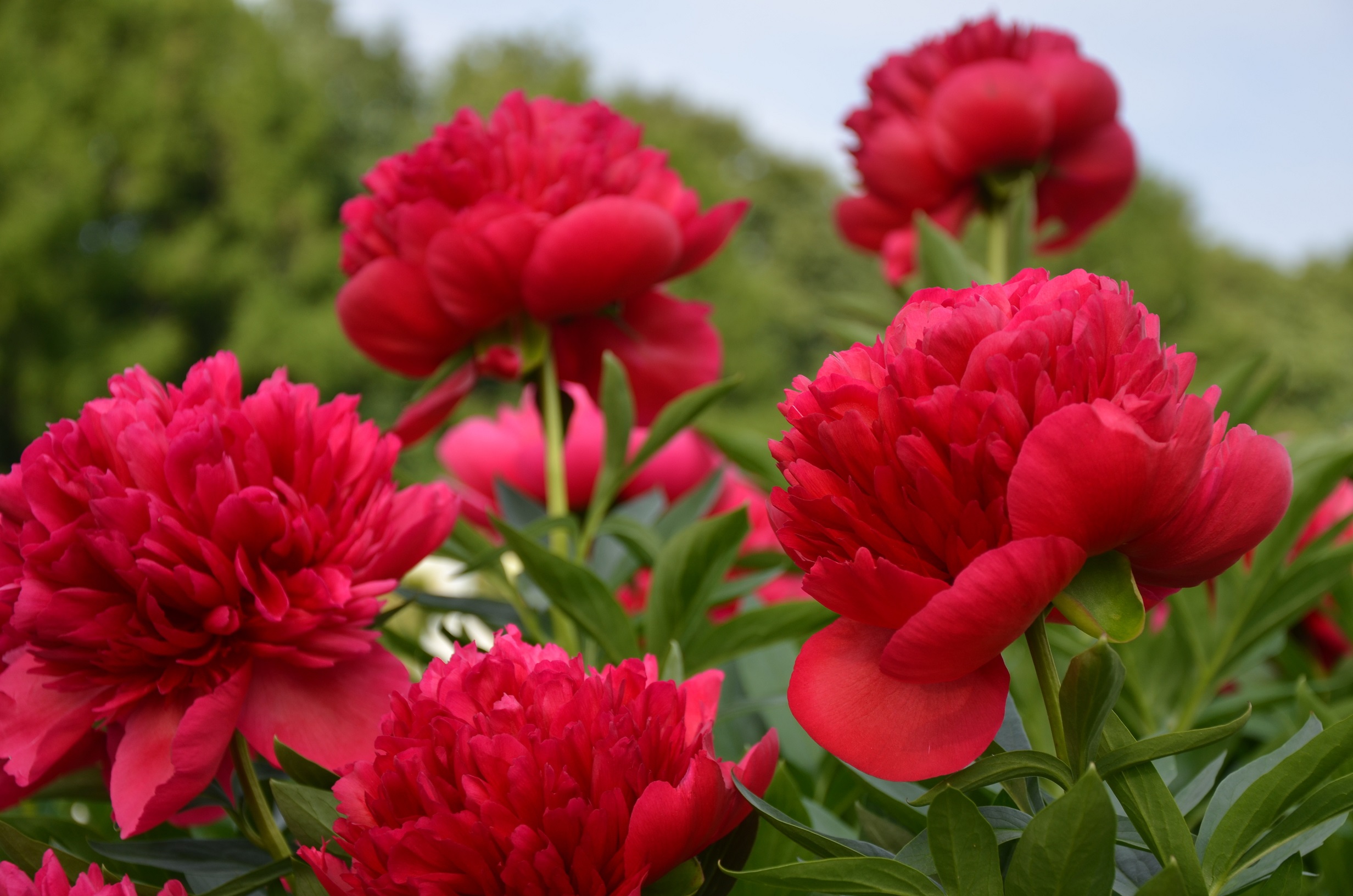 paeonia-peony-Red-magic-bijūnai-raudoni-bijūnas-raudonas-gėlės-ir-manufaktūra-augalas-daugiametis