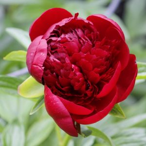 paeonia-peony-Red-magic-bijūnai-raudoni-bijūnas-raudonas-gėlės-ir-manufaktūra-augalas-daugiametis