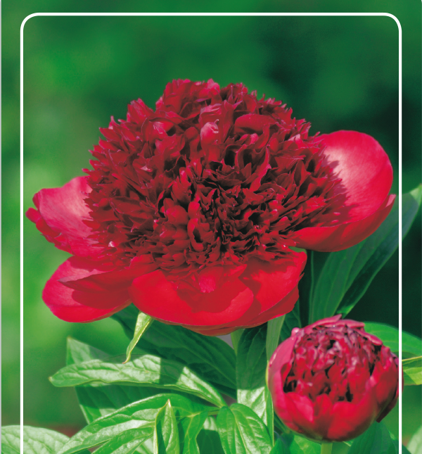 paeonia-peony-Red-magic-bijūnai-raudoni-bijūnas-raudonas-gėlės-ir-manufaktūra-augalas-daugiametis