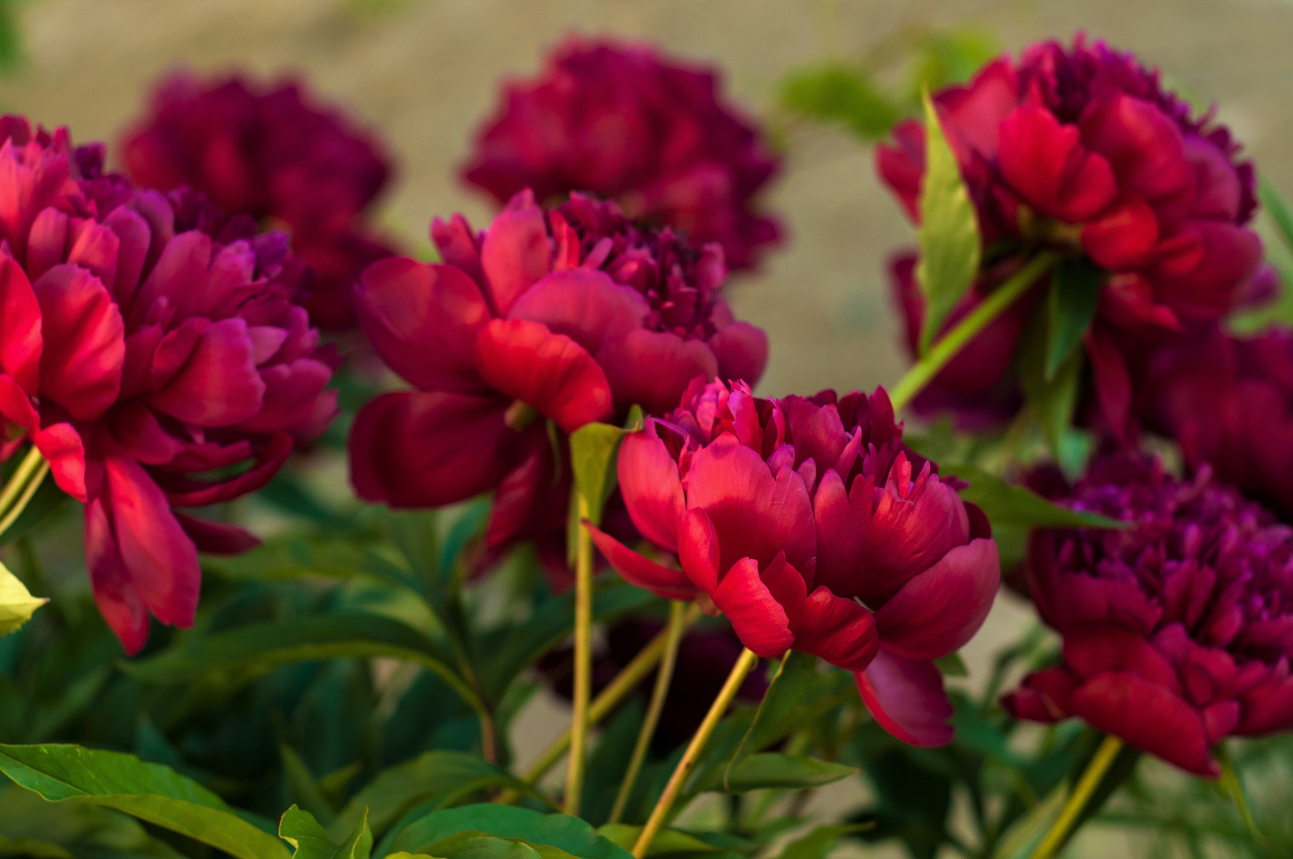 paeonia-peony-Red-magic-bijūnai-raudoni-bijūnas-raudonas-gėlės-ir-manufaktūra-augalas-daugiametis