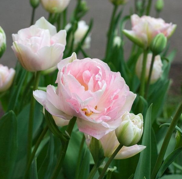 tulipa angelique bulbs rožinė tulpes tulpių svogūnėliai gėlės ir manufaktūra double pilnavidures bijunines svogūninis augalas pink tulips