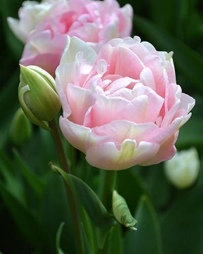 tulipa angelique bulbs rožinė tulpes tulpių svogūnėliai gėlės ir manufaktūra double pilnavidures bijunines svogūninis augalas pink tulips