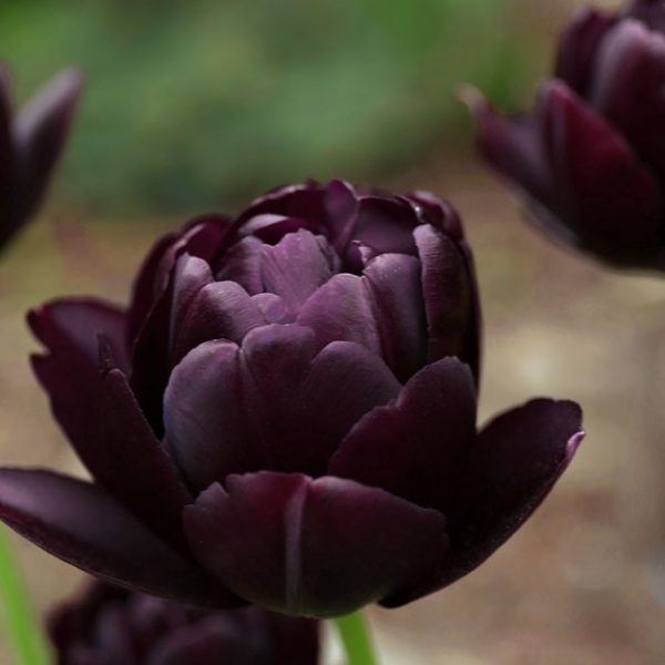 tulipa black hero tulips bulbs juoda tulpes tulpių svogūnai gėlės ir manufaktūra double pilnavidures bijunines svogūninis augalas