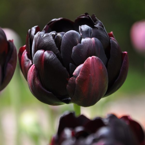 tulipa black hero tulips bulbs juoda tulpes tulpių svogūnai gėlės ir manufaktūra double pilnavidures bijunines svogūninis augalas