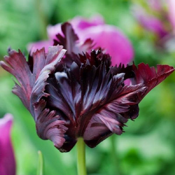 tulipa black parrot juoda papūginė tulips bulbs tulpės tulpių svogūnėliai gėlės ir manufaktūra svogūninis augalas