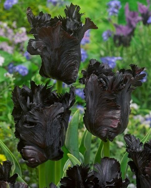 tulipa-black-parrot juoda papūginė tulips bulbs tulpės tulpių svogūnėliai gėlės ir manufaktūra svogūninis augalas svogūnas