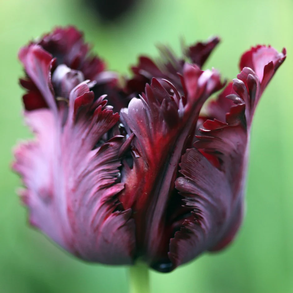 tulipa-black-parrot juoda papūginė tulips bulbs tulpės tulpių svogūnėliai gėlės ir manufaktūra svogūninis augalas svogūnas
