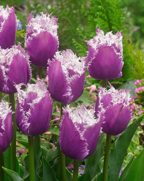 tulipa-cummins tulips fringed bulbs tulpes svogūnėliai gėlės ir manufaktūra šerkšnota baltai violetine