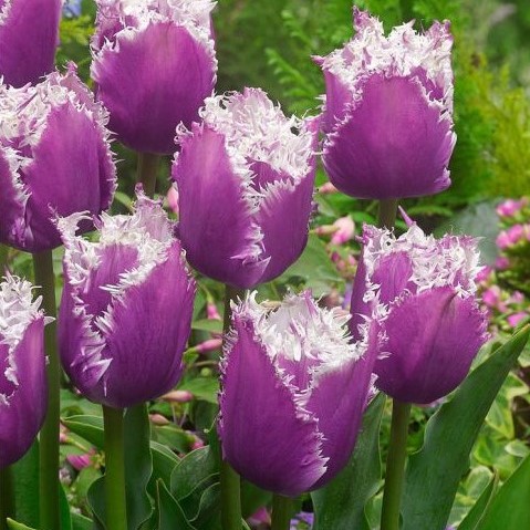 tulipa-cummins tulips fringed bulbs tulpes svogūnėliai gėlės ir manufaktūra šerkšnota baltai violetine