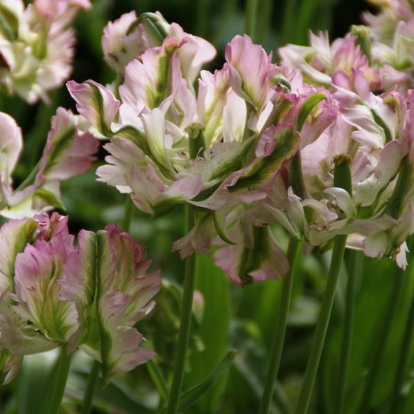 tulipa green wave parrot tulips bulbs tulpes papūginės svogūnėliai tulpių gėlės ir manufaktūra žaliai rožinė