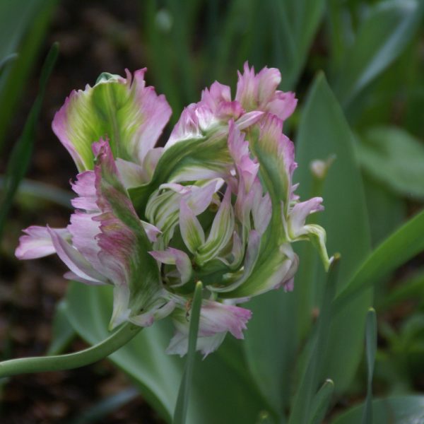 tulipa green wave parrot tulips bulbs tulpes papūginės svogūnėliai tulpių gėlės ir manufaktūra žaliai rožinė