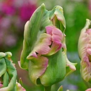tulipa green wave tulips parrot papūginė žalia bulbs tulpės tulpių svogūnėliai gėlės ir manufaktūra svogūnas