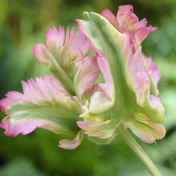tulipa-green-wave tulips parrot papūginė žalia bulbs tulpės tulpių svogūnėliai augalas gėlės ir manufaktūra svogūnas