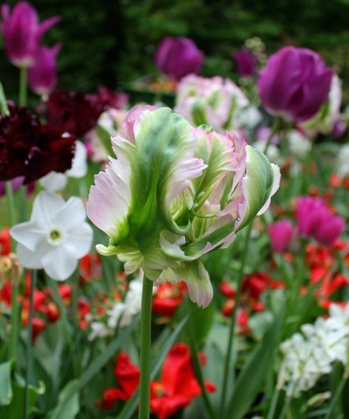 tulipa-green-wave tulips parrot papūginė žalia bulbs tulpės tulpių svogūnėliai augalas gėlės ir manufaktūra svogūnas