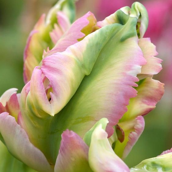 tulipa green wave tulips parrot papūginė žalia bulbs tulpės tulpių svogūnėliai gėlės ir manufaktūra svogūnas