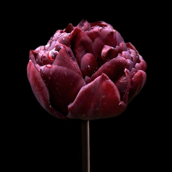 tulipa-nachtwacht bordo dark red double peony tulips bulbs tulpes tulpių svogūnėliai gėlės ir manufaktūra bordine pilnavidurė bijūninė