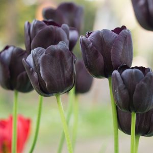 tulipa-queen-of-night black juoda tulpe tulpiu svogūnėliai olandiški gėlės ir manufaktūra